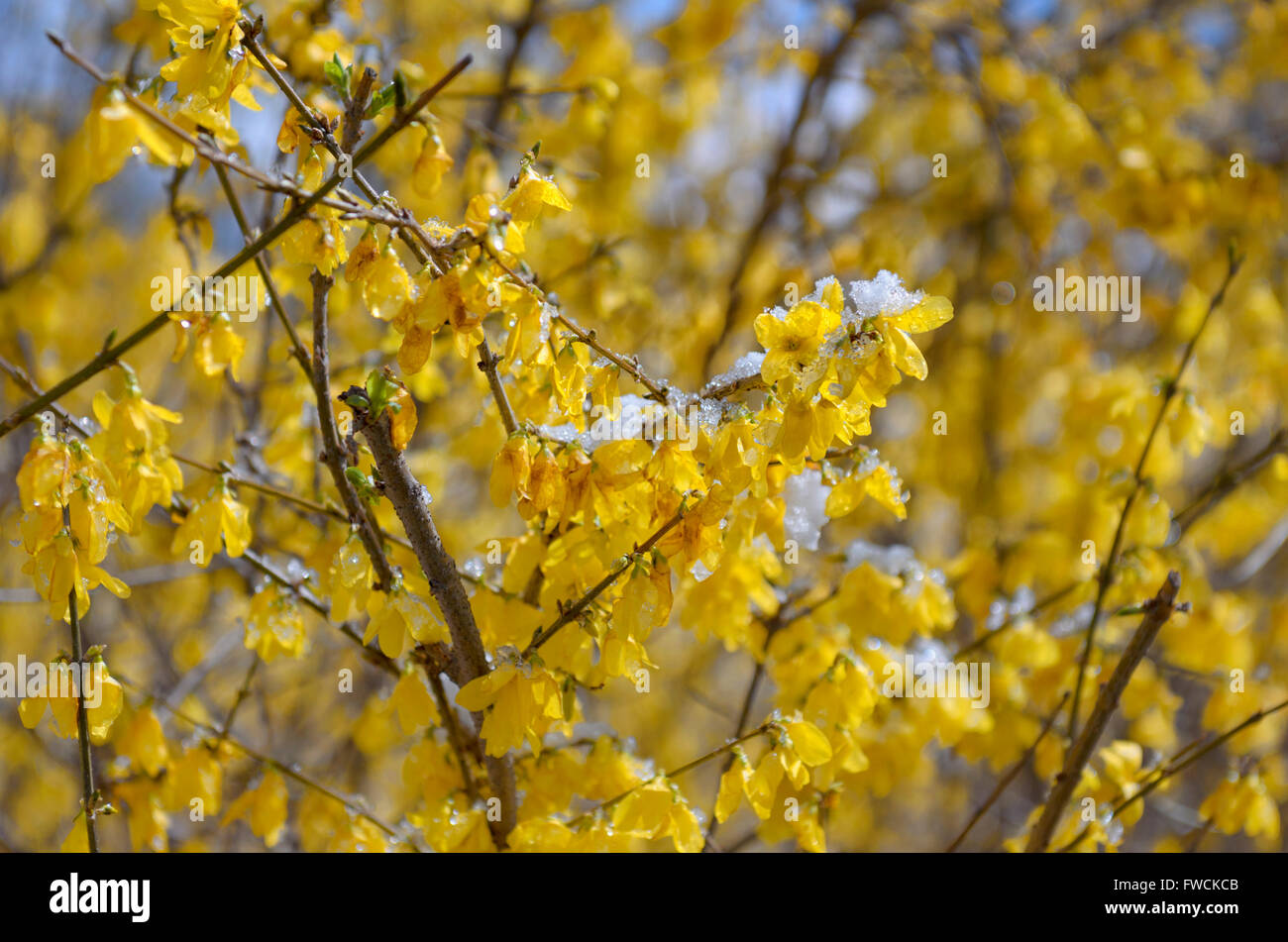 Chappaqua, NY 3 April 2016 USA weather. An April snowstorm blankets