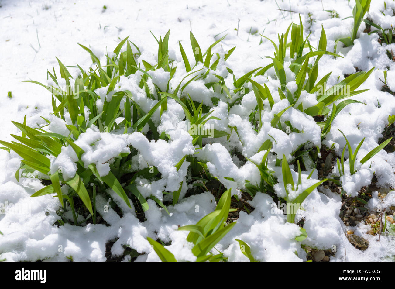 Chappaqua, NY 3 April 2016 - USA weather. An April snowstorm  blankets the New York suburbs with more snow expected later this week. Credit:  Marianne Campolongo/Alamy Live News Stock Photo