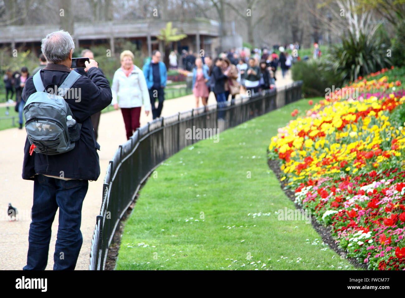 St James Park, London 3 April 2016 A tourist takes a photograph of the flowers on a warm afternoon in St James Park, London Credit:  Dinendra Haria/Alamy Live News Stock Photo