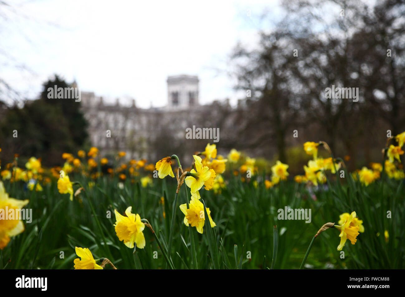 St James Park, London 3 April 2016 Daffodils in St James Park, London with Whitehall in the background Credit:  Dinendra Haria/Alamy Live News Stock Photo