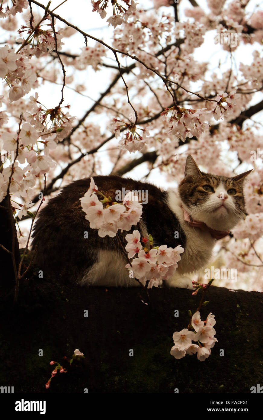 Tokyo, Japan. 3rd Apr, 2016. A cat sits on a branch of a cherry tree ...