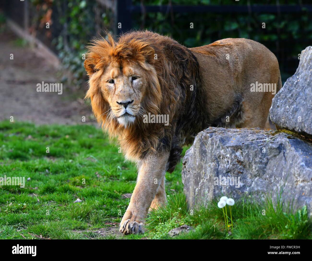 Why Is Belgium s National Animal A Lion At Joshua Mayes Blog