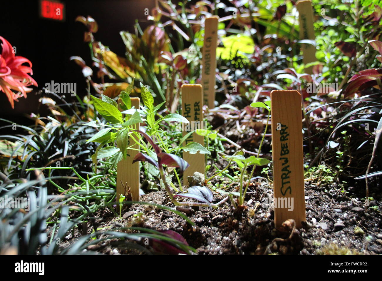 New York, USA. 19th Mar, 2016. Labels show which plants are growing in