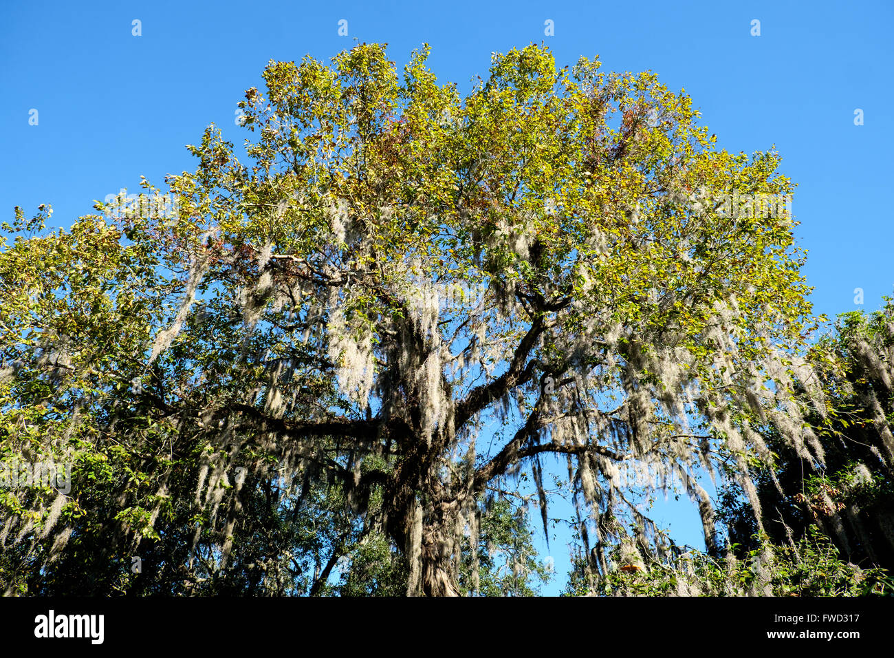 Spanish moss (Tillandsia usneoides) growing on live oak trees at Middleton Place, Charleston