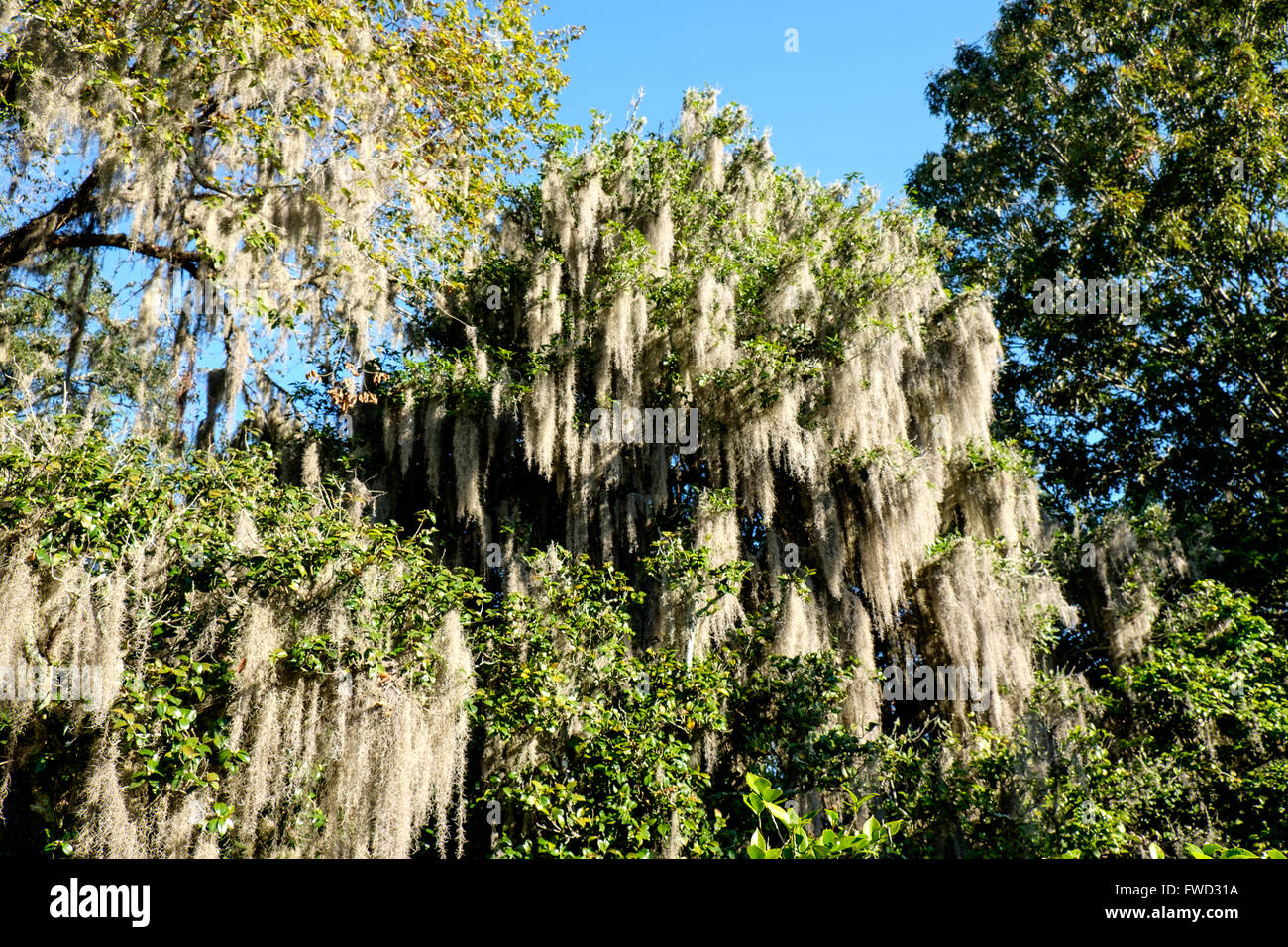 Spanish moss (Tillandsia usneoides) growing on live oak trees at