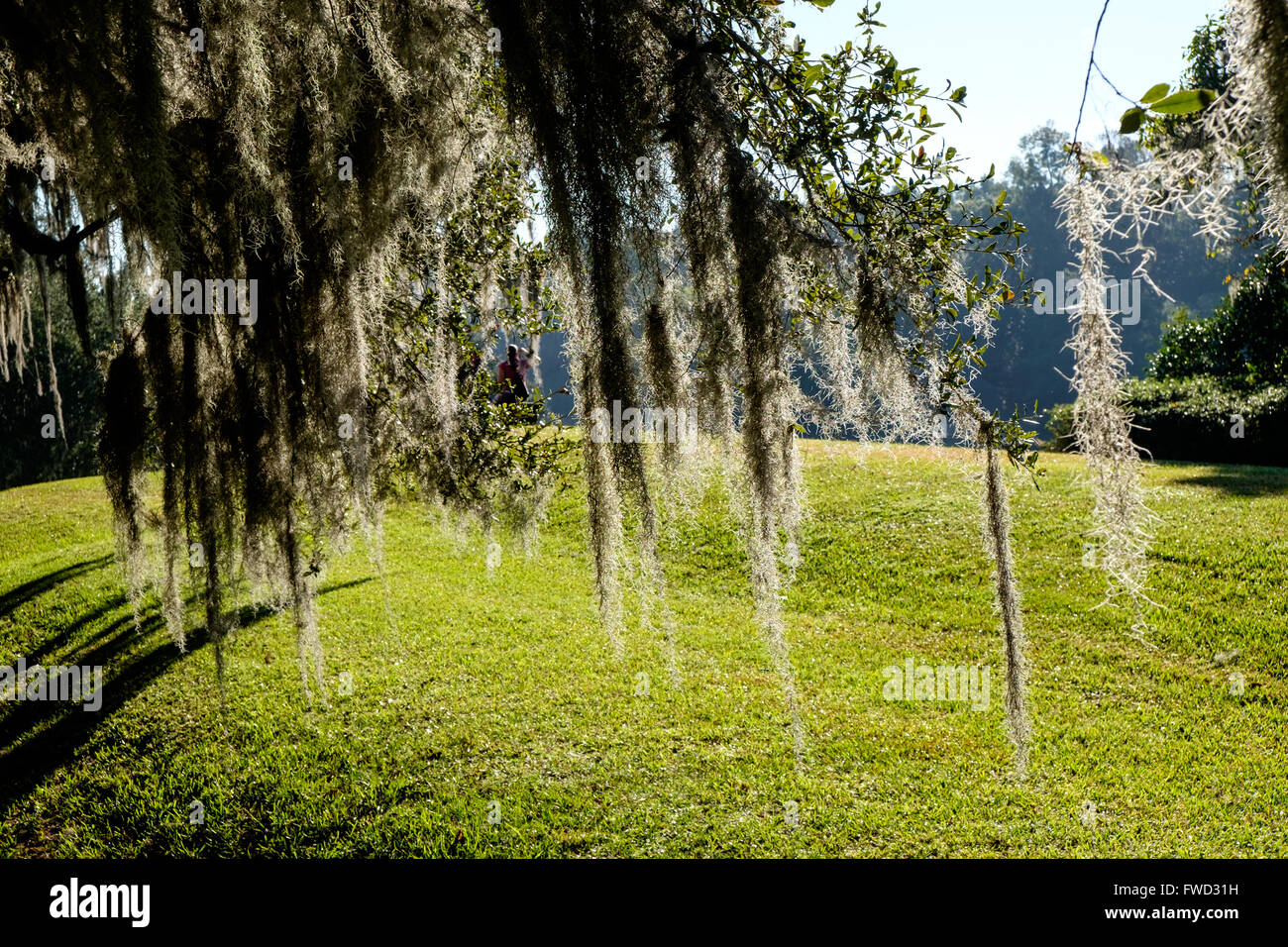 Spanish moss (Tillandsia usneoides) growing on live oak trees at Middleton Place, Charleston