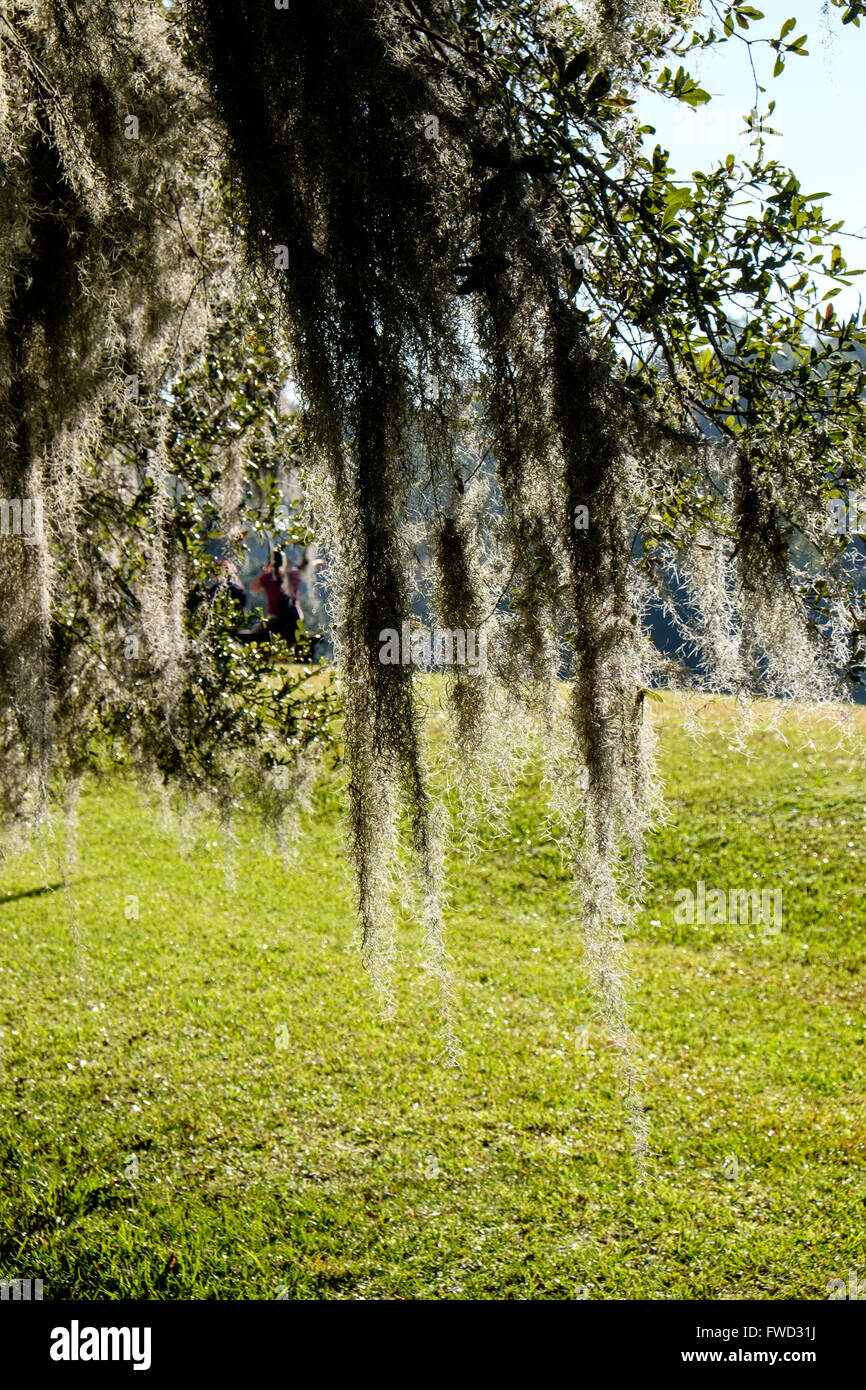 Spanish moss (Tillandsia usneoides) growing on live oak trees at Middleton Place, Charleston