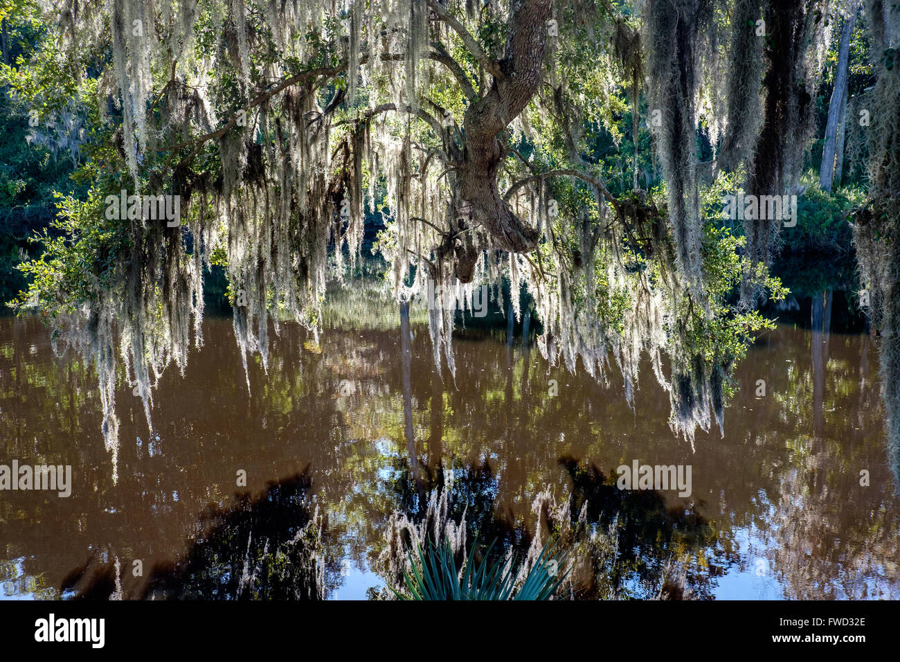 Spanish moss (Tillandsia usneoides) growing on live oak trees at