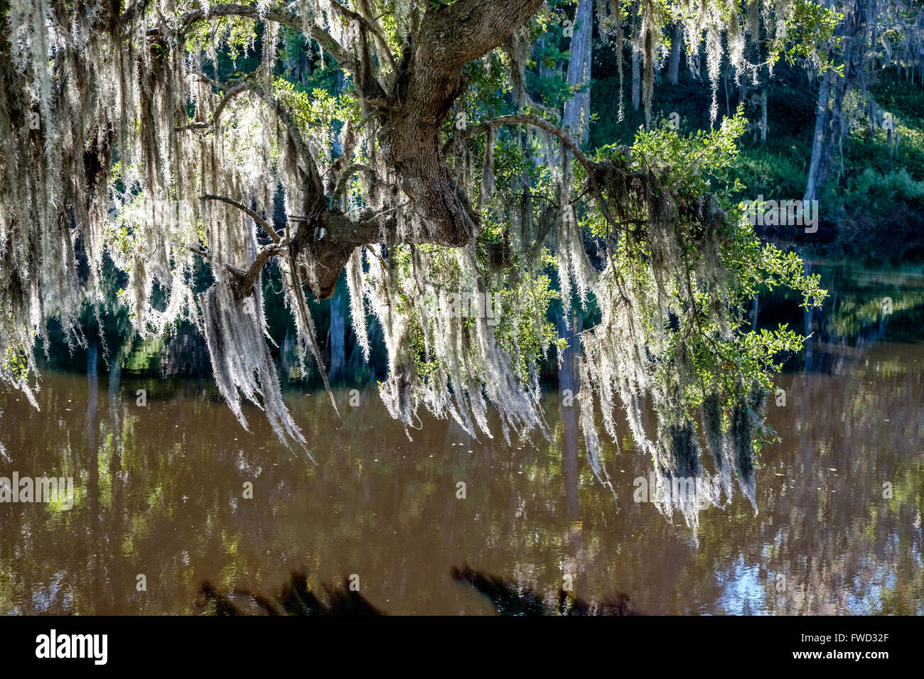 Spanish moss (Tillandsia usneoides) growing on live oak trees at Middleton Place, Charleston