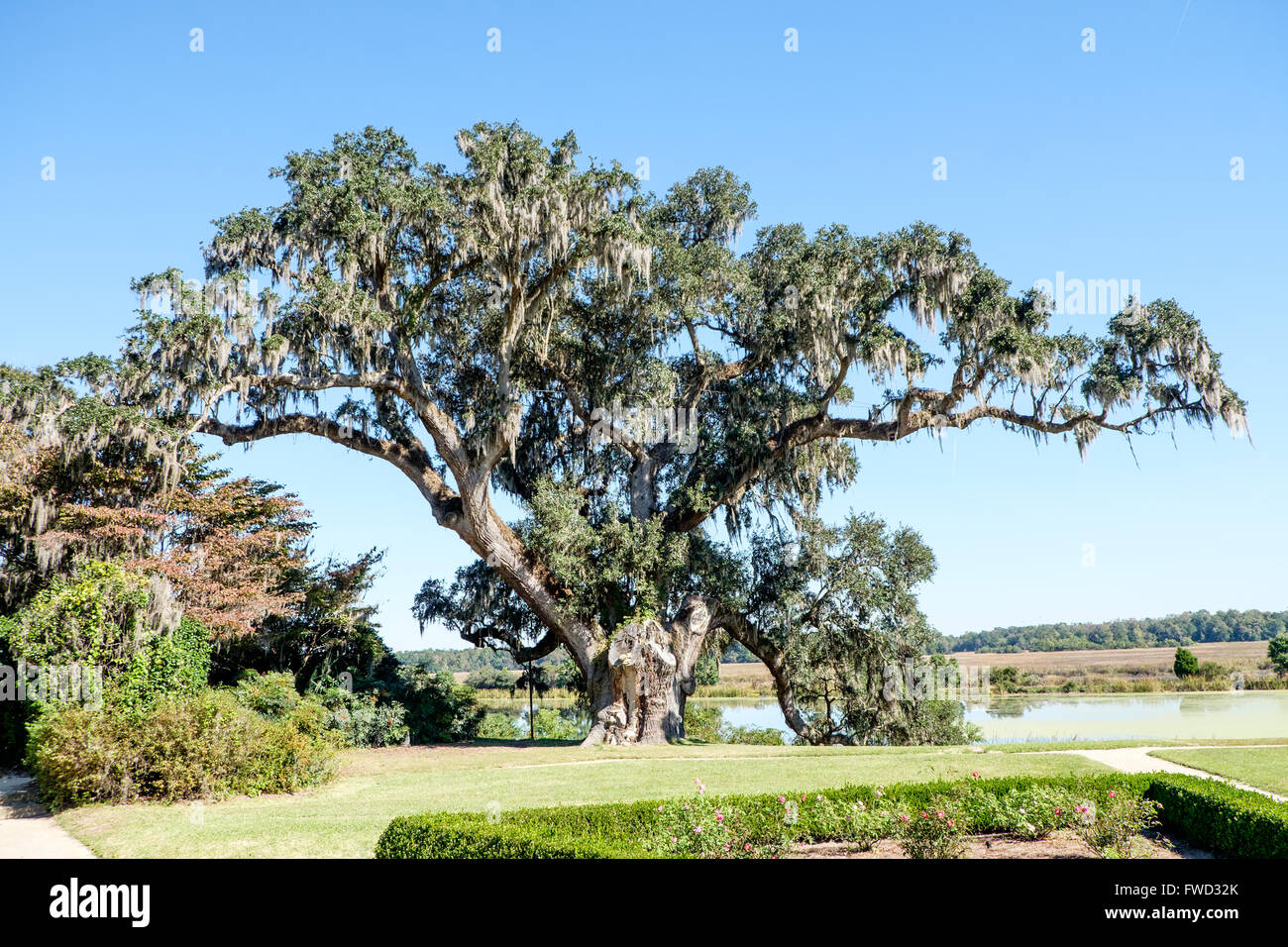 Middleton Oak (Quercus virginiana) at Middleton Place, Charleston ...