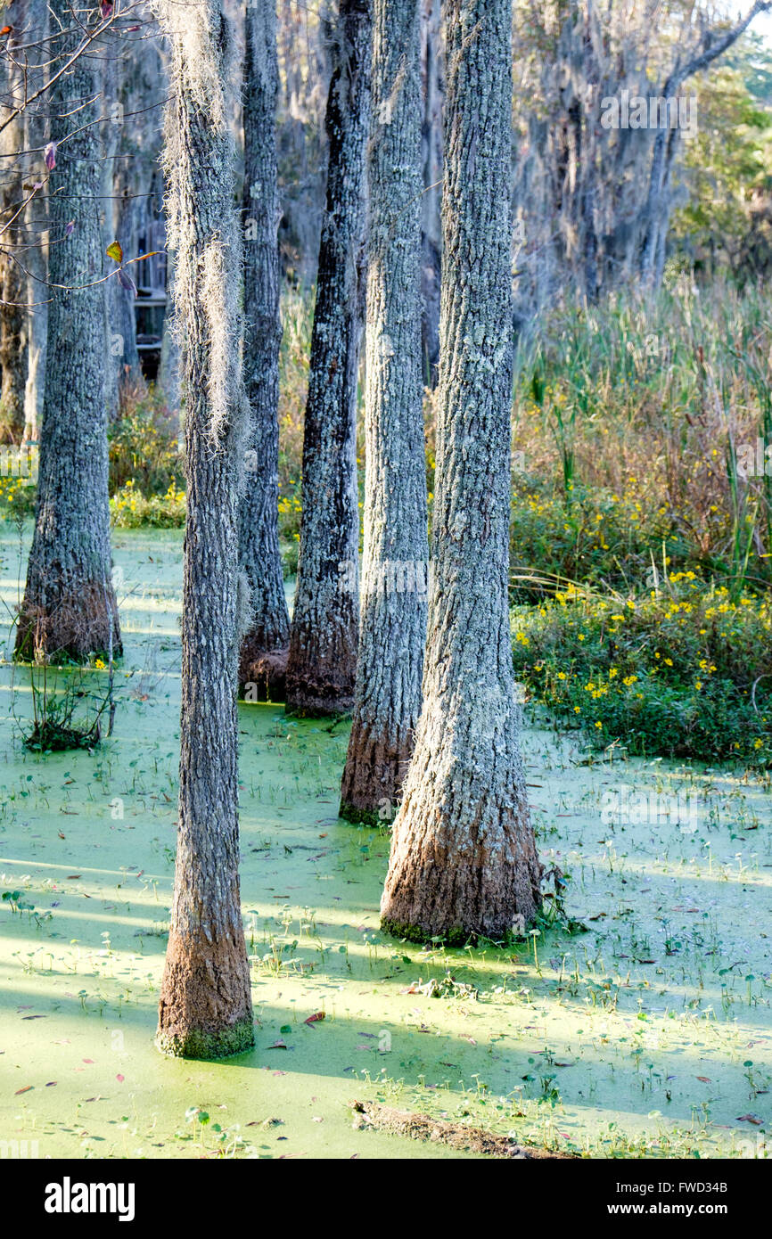 Tupelo gum trees (Nyssa aquatica) in Audubon Swamp Garden at Magnolia