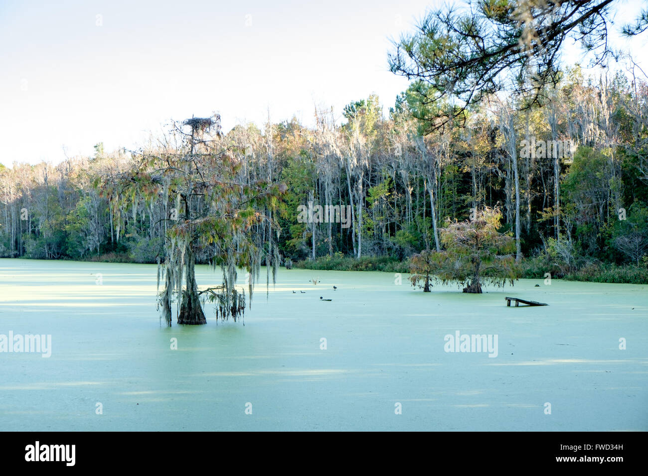 Tupelo gum trees (Nyssa aquatica) in Audubon Swamp Garden at Magnolia