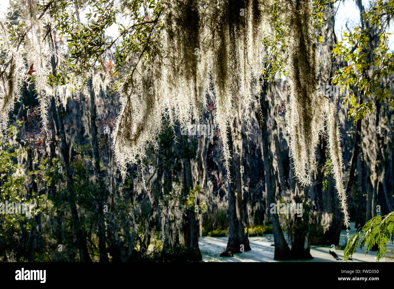 Spanish moss (Tillandsia usneoides) growing on live oak trees at