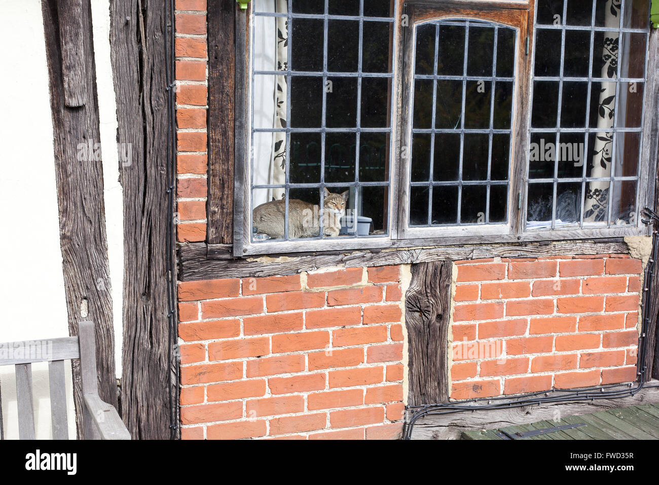 A cat in the window of an ancient country farm house or manor house in Kent. Stock Photo