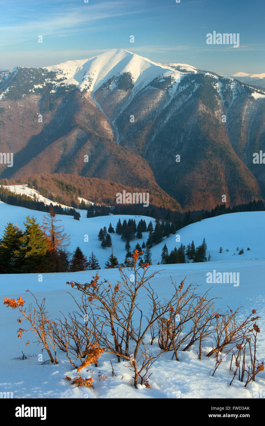 carpathian-mountains-winter-landscape-carpathians-forest-stock-photo