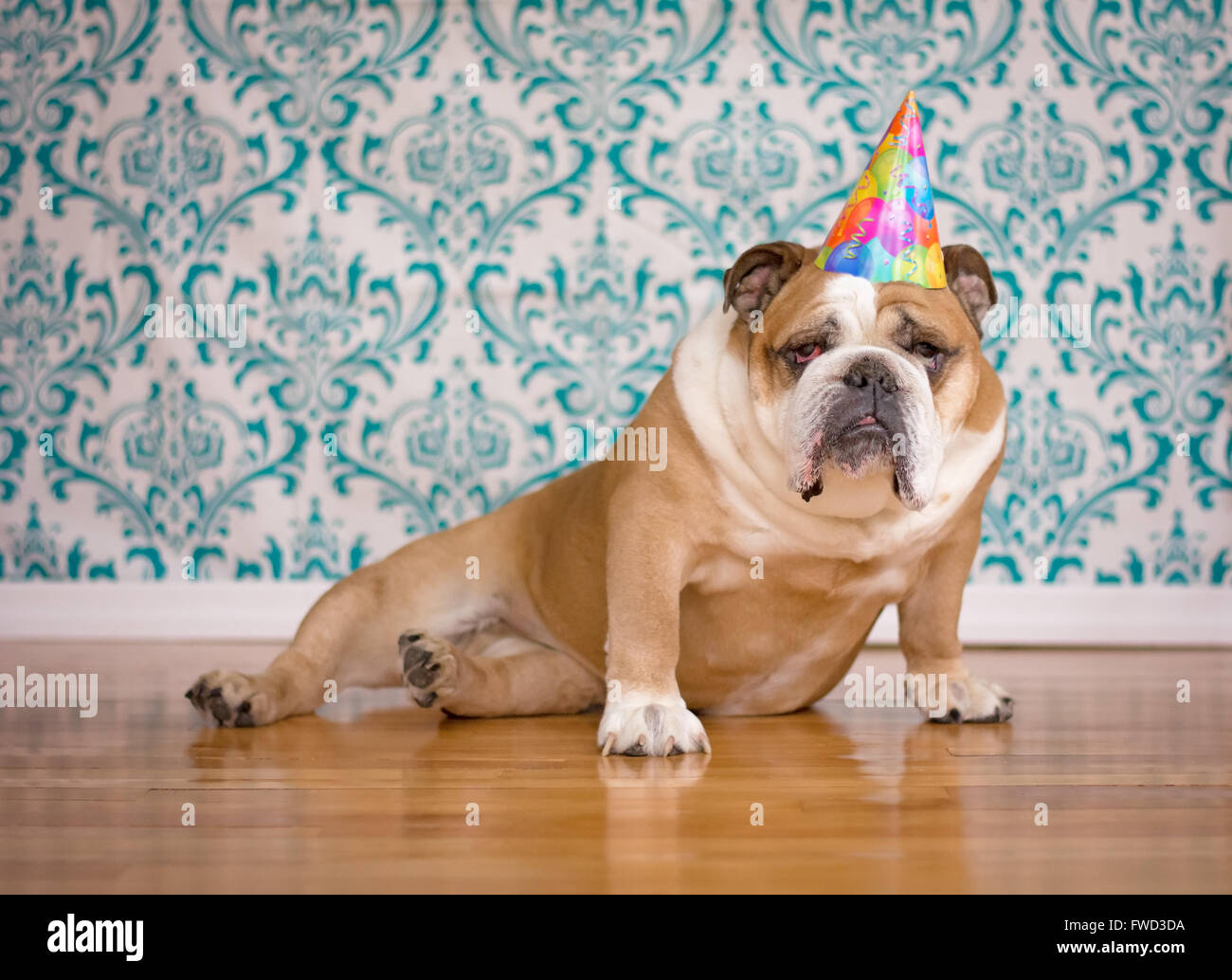 Sad, old bulldog on his birthday Stock Photo