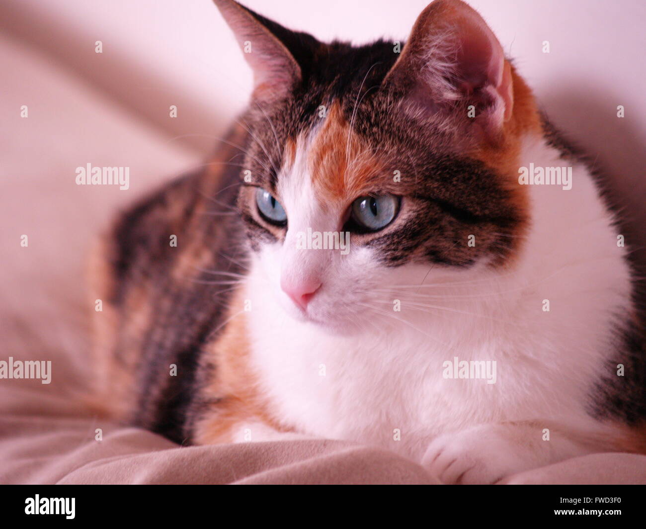 Calico cats hires stock photography and images Alamy