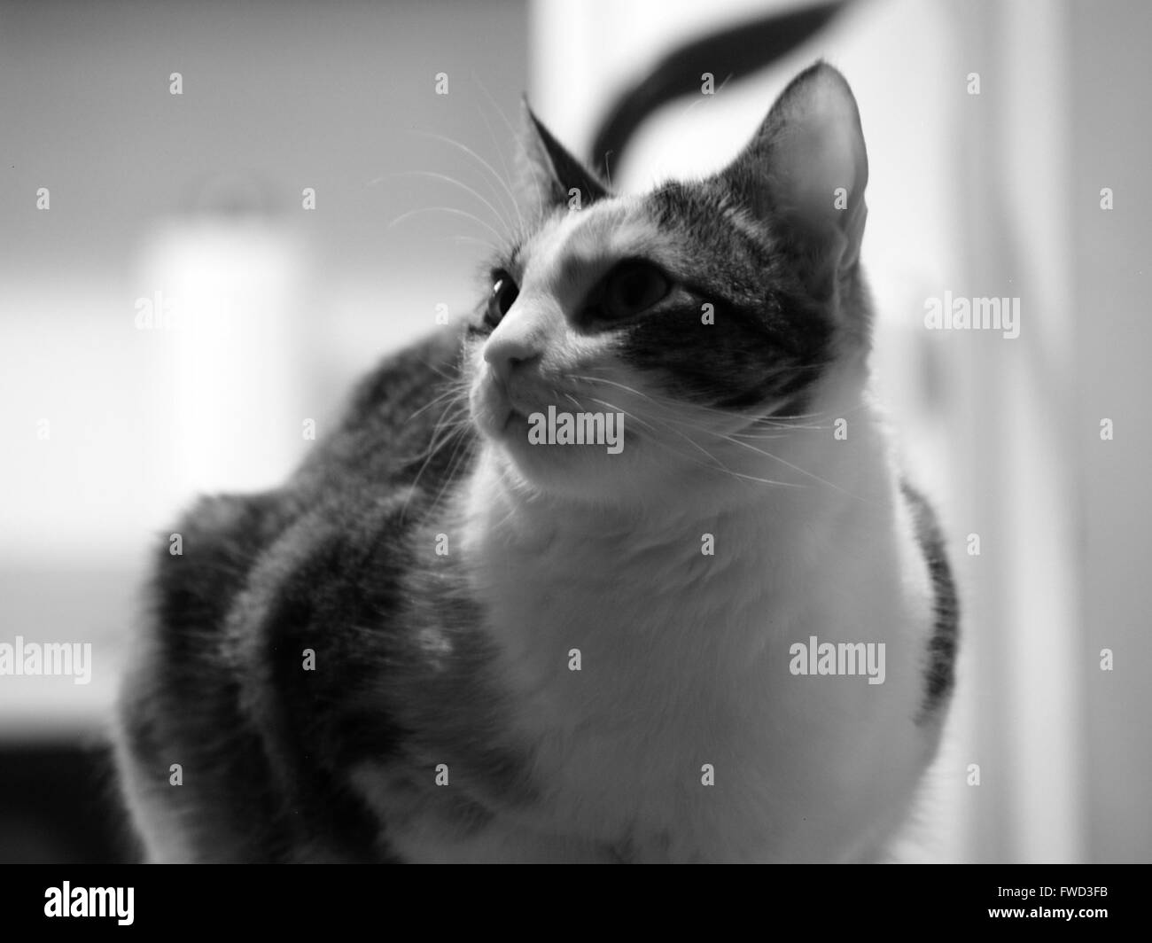 average lifespan of a house cat