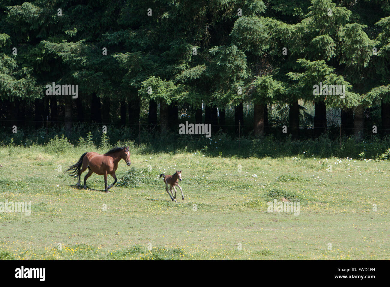 Mother and Baby horse run in field Stock Photo