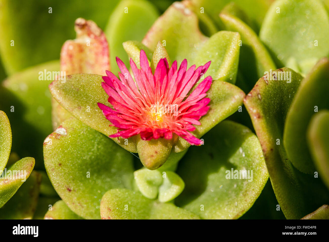 detail of red flower with yellow stamens Stock Photo