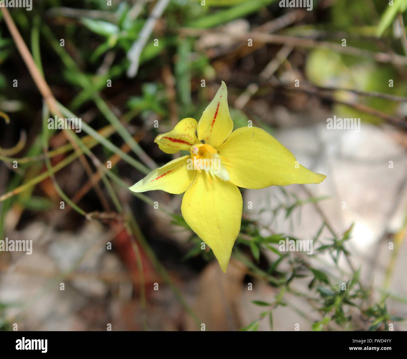 Stunning little South West Australian wild flowers Yellow Cowslip   or Butter orchids  caladenia flavia   growing in spring. Stock Photo