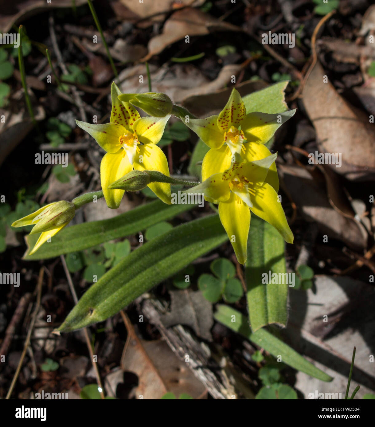 Stunning little South West Australian wild flowers Yellow Cowslip   or Butter orchids  caladenia flavia   growing in spring. Stock Photo