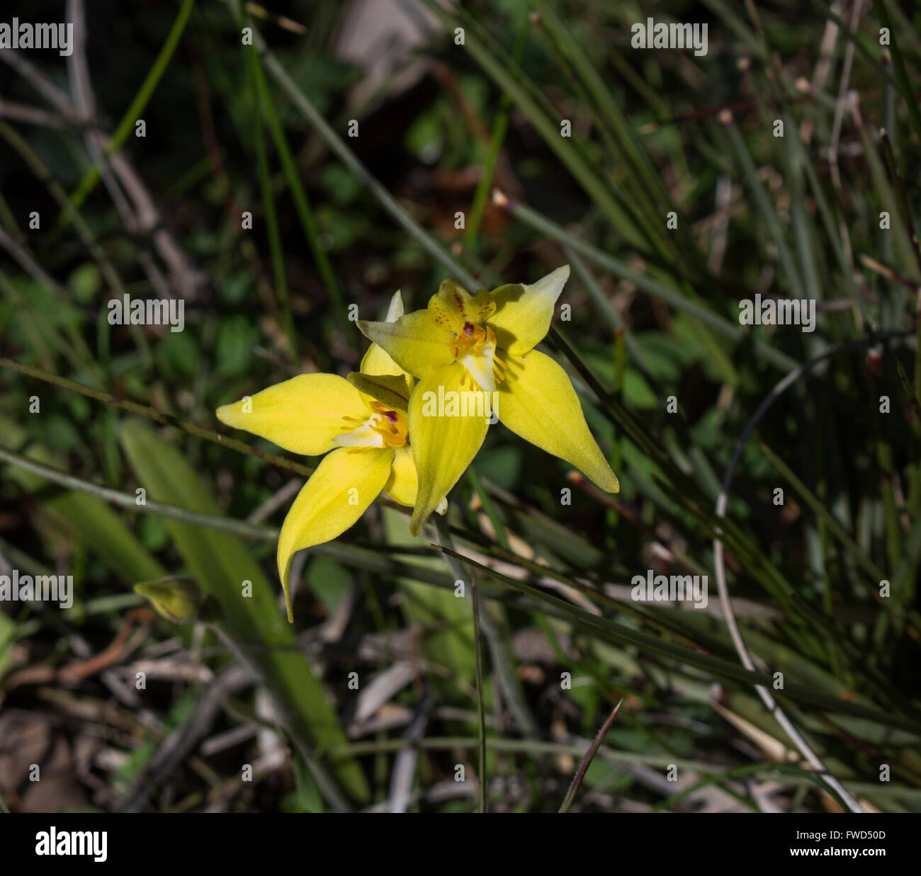 Stunning little South West Australian wild flowers Yellow Cowslip   or Butter orchids  caladenia flavia   growing in spring. Stock Photo