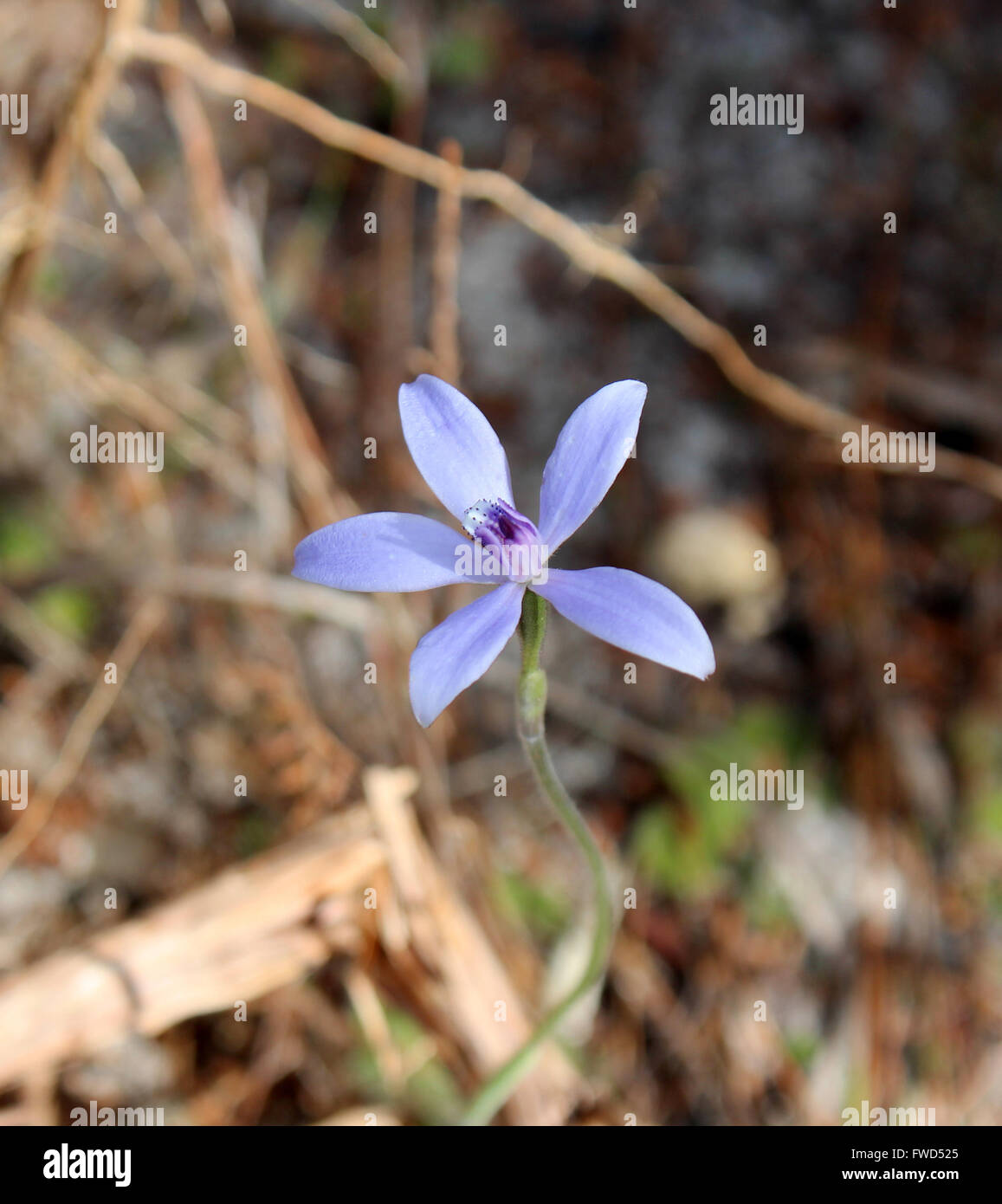 Tiny West Australian wildflower the charming little Blue Lady Orchid   thelymitra crinita or Queen Lily orchid  in spring bloom. Stock Photo