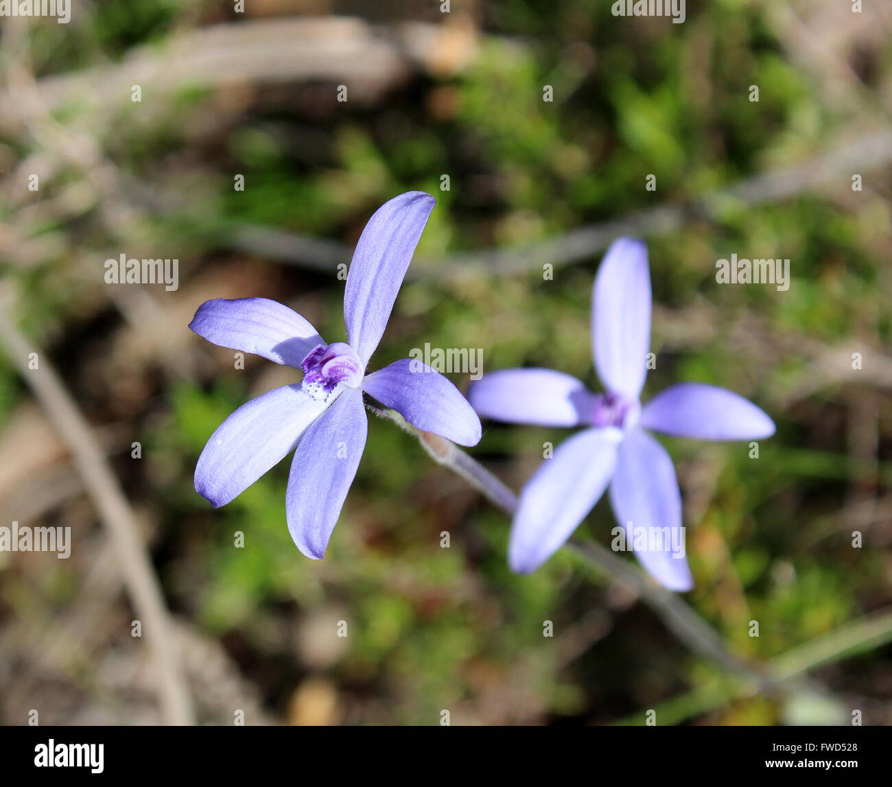 Tiny West Australian wildflower the charming little Blue Lady Orchid   thelymitra crinita or Queen Lily orchid  in spring bloom. Stock Photo