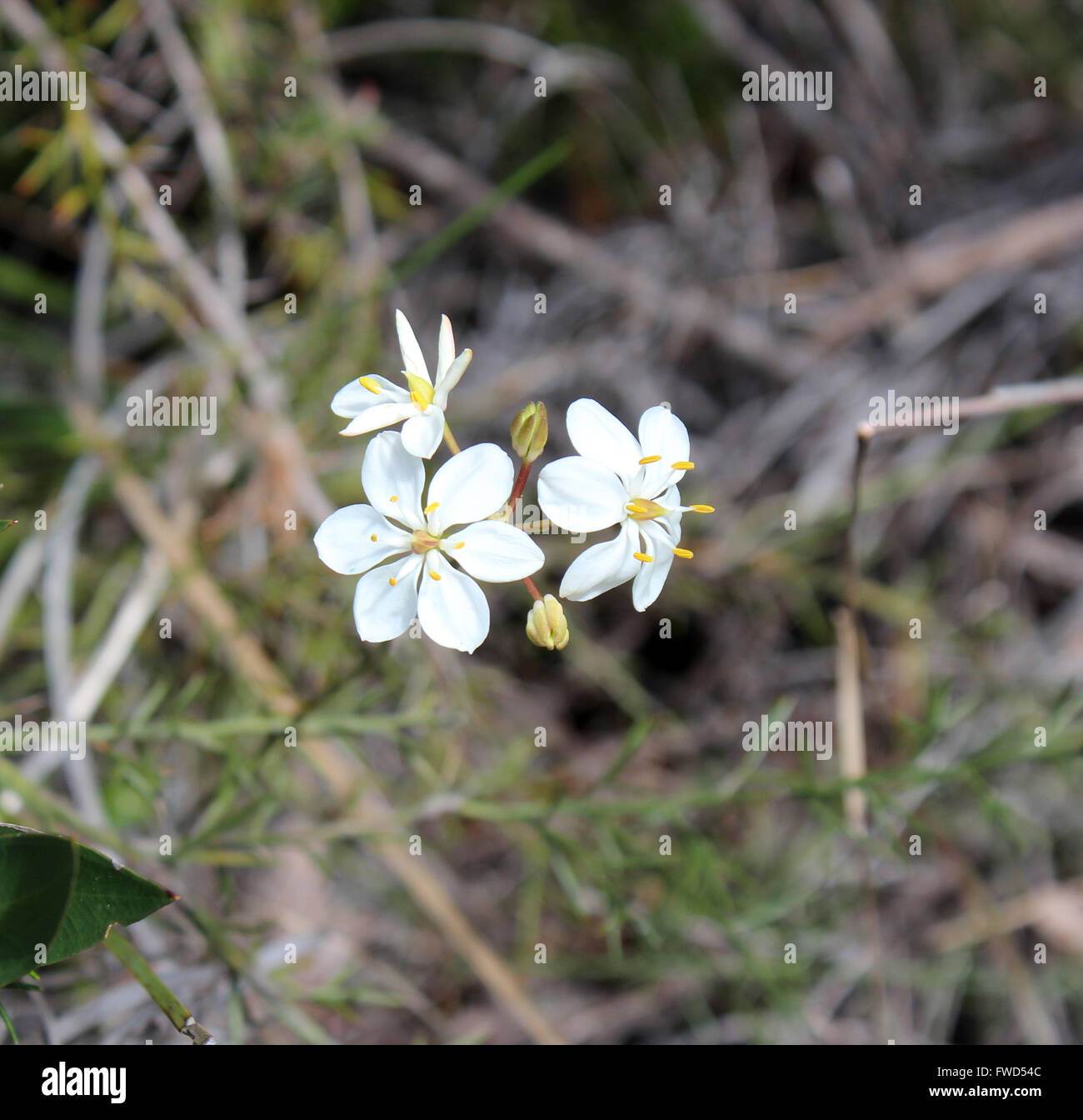 Six petalled  white flowers of Burchardia  congesta or Milkmaids  a small  West Australian wildflower  growing  in spring. Stock Photo