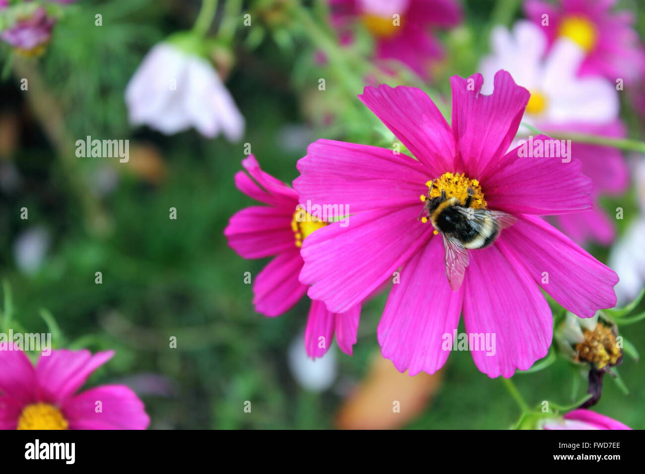 Bumble bee cosmos flower hi-res stock photography and images - Alamy