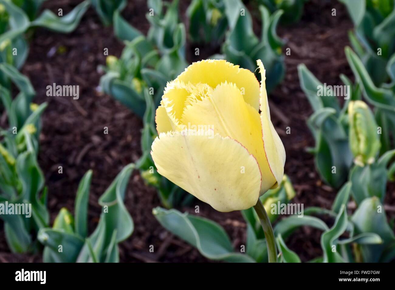 Tulips at the tulip garden in Washington DC, USA Stock Photo