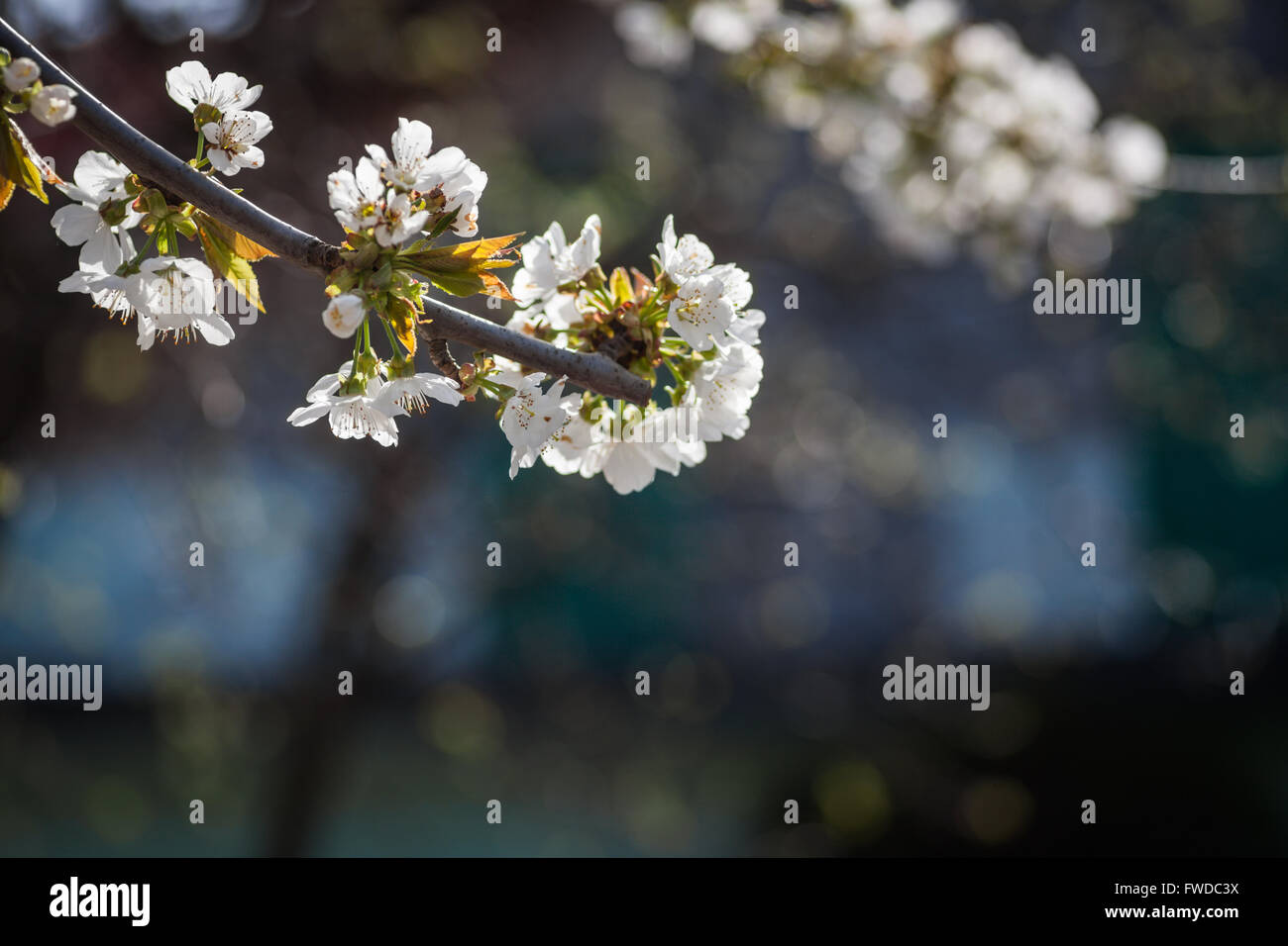 Color detail of some spring flowers in a cherry tree. Stock Photo