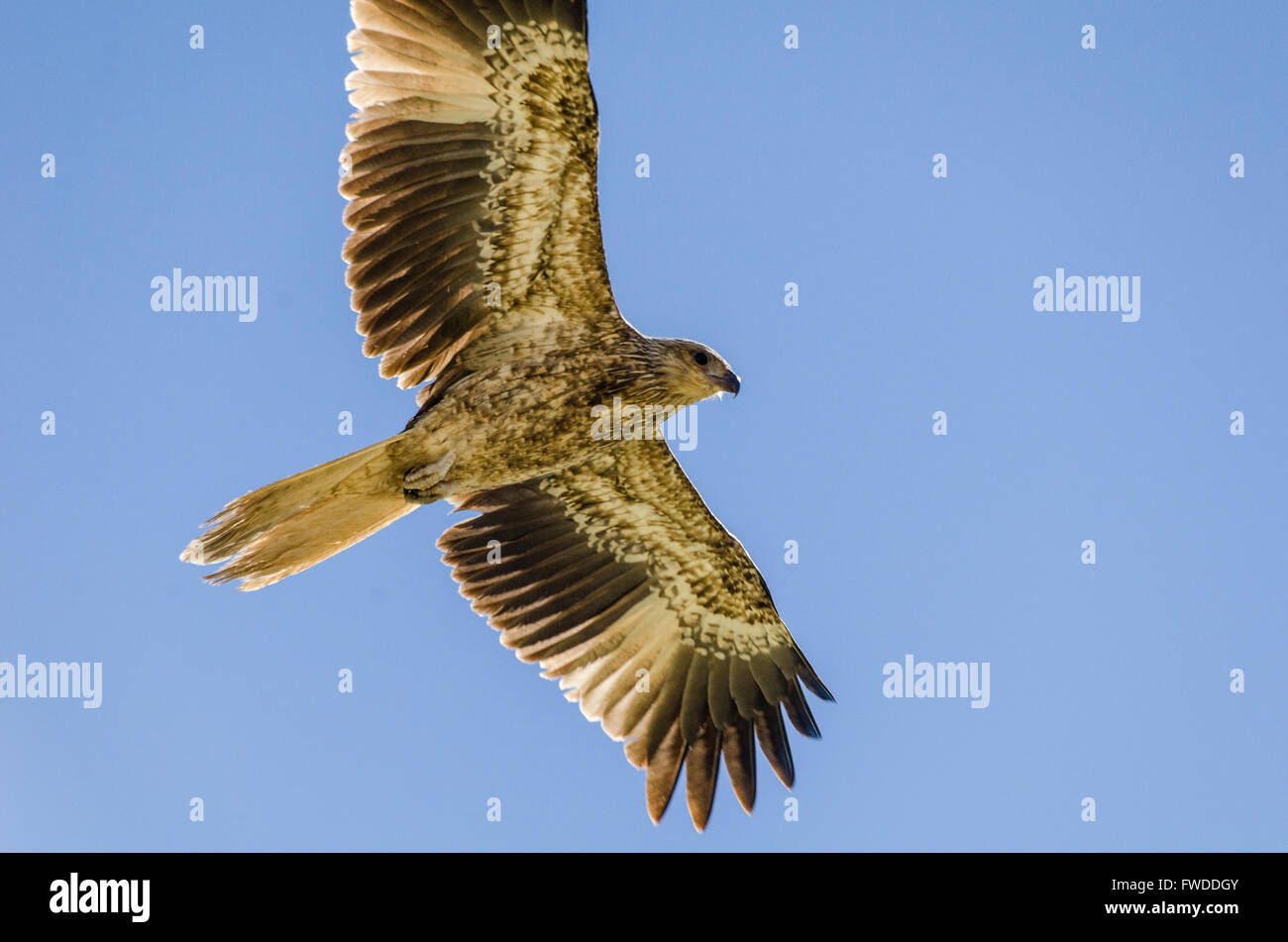 whistling kite (Haliastur sphenurus) Windorah, Queensland, Australia Stock Photo