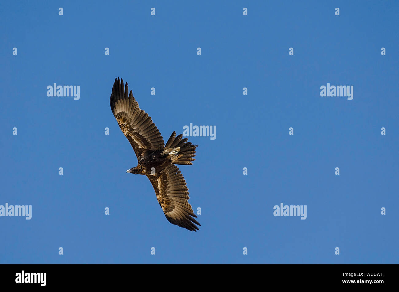 wedge tailed eagle Aquila audax queensland australia Stock Photo