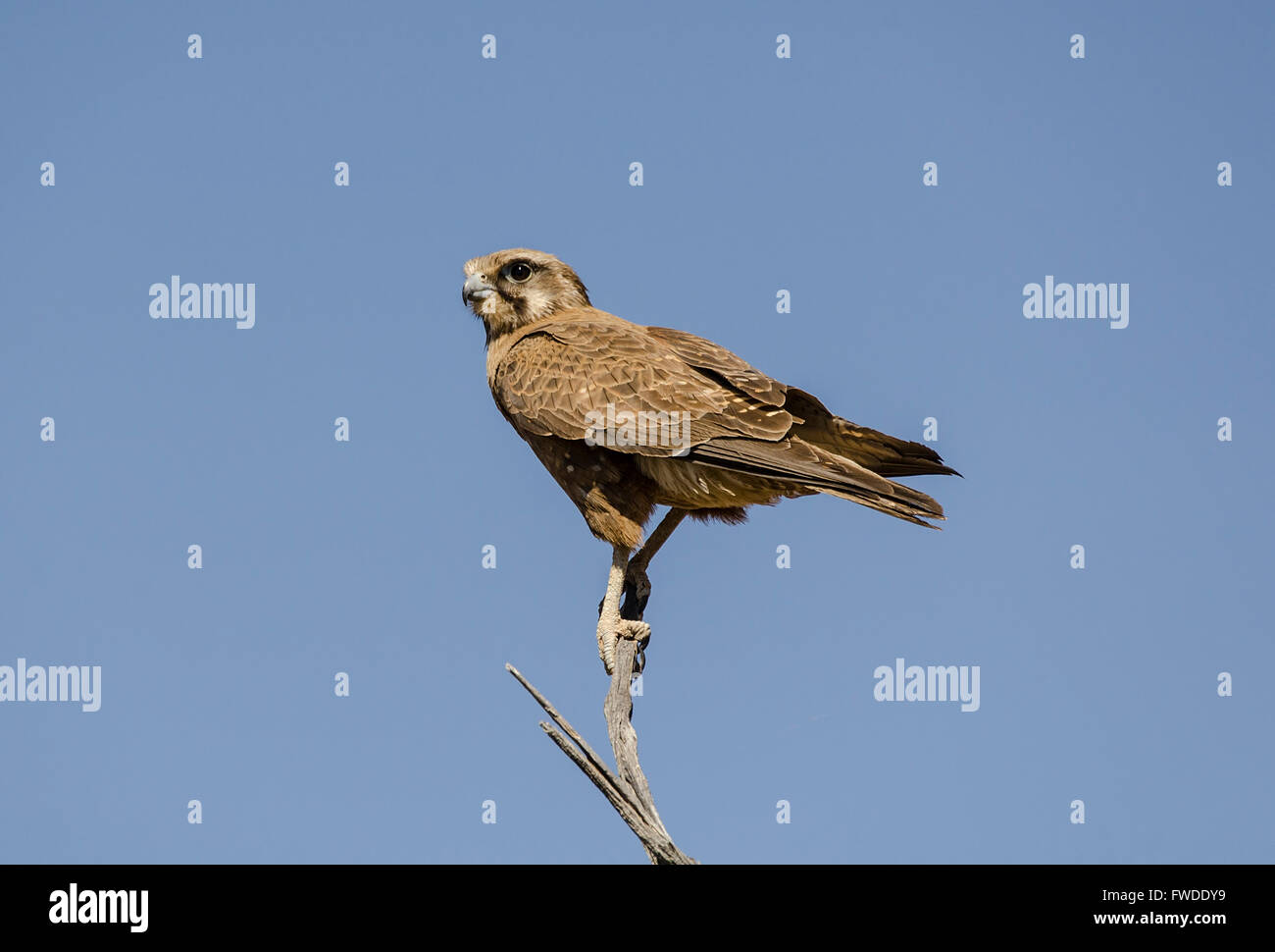 The brown falcon (Falco berigora) is a relatively large falcon endemic