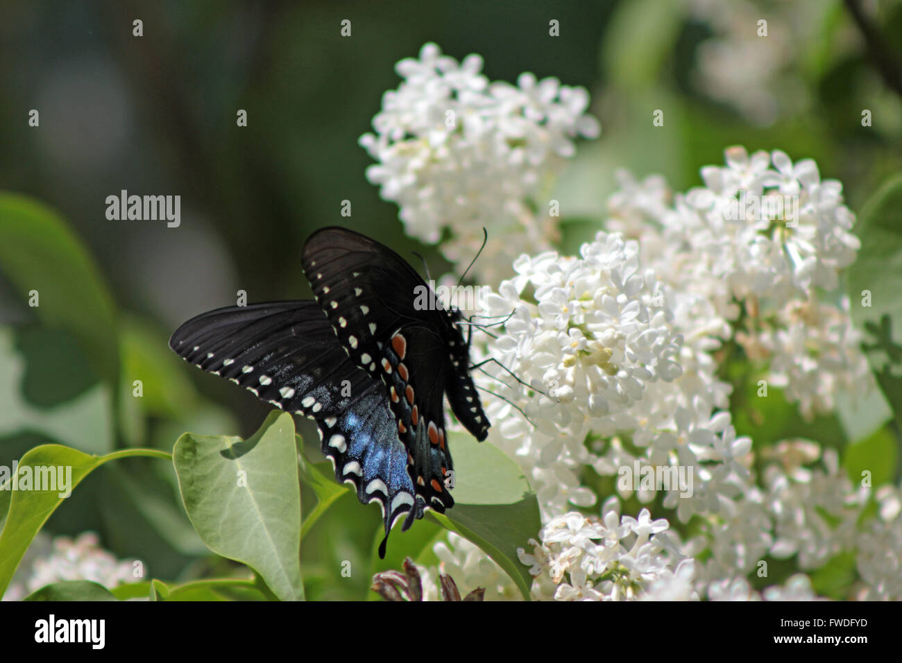 Spicebush Swallowtail Butterfly, Connecticut Stock Photo
