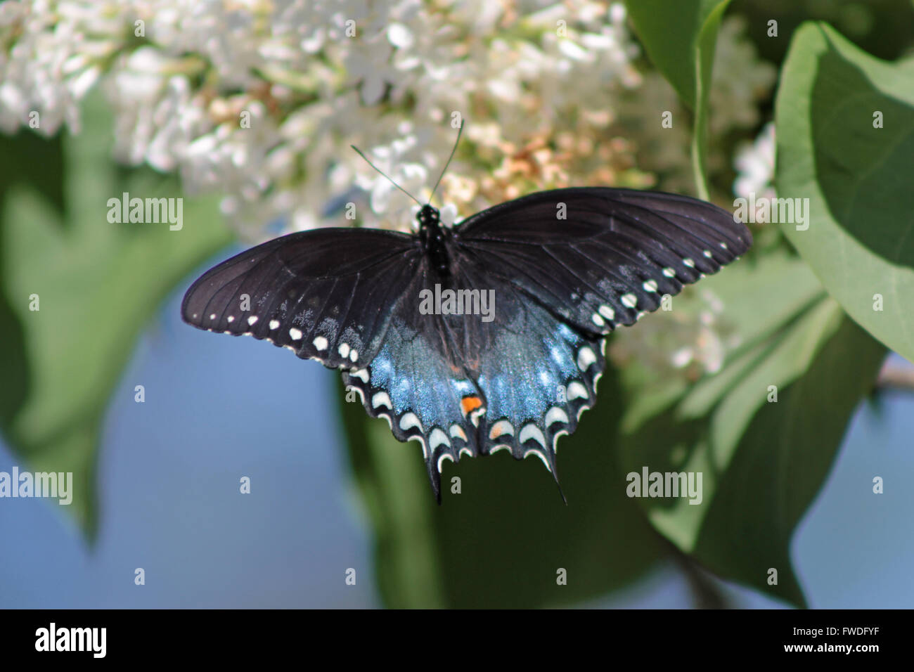 Spicebush Swallowtail Butterfly, Connecticut Stock Photo Alamy