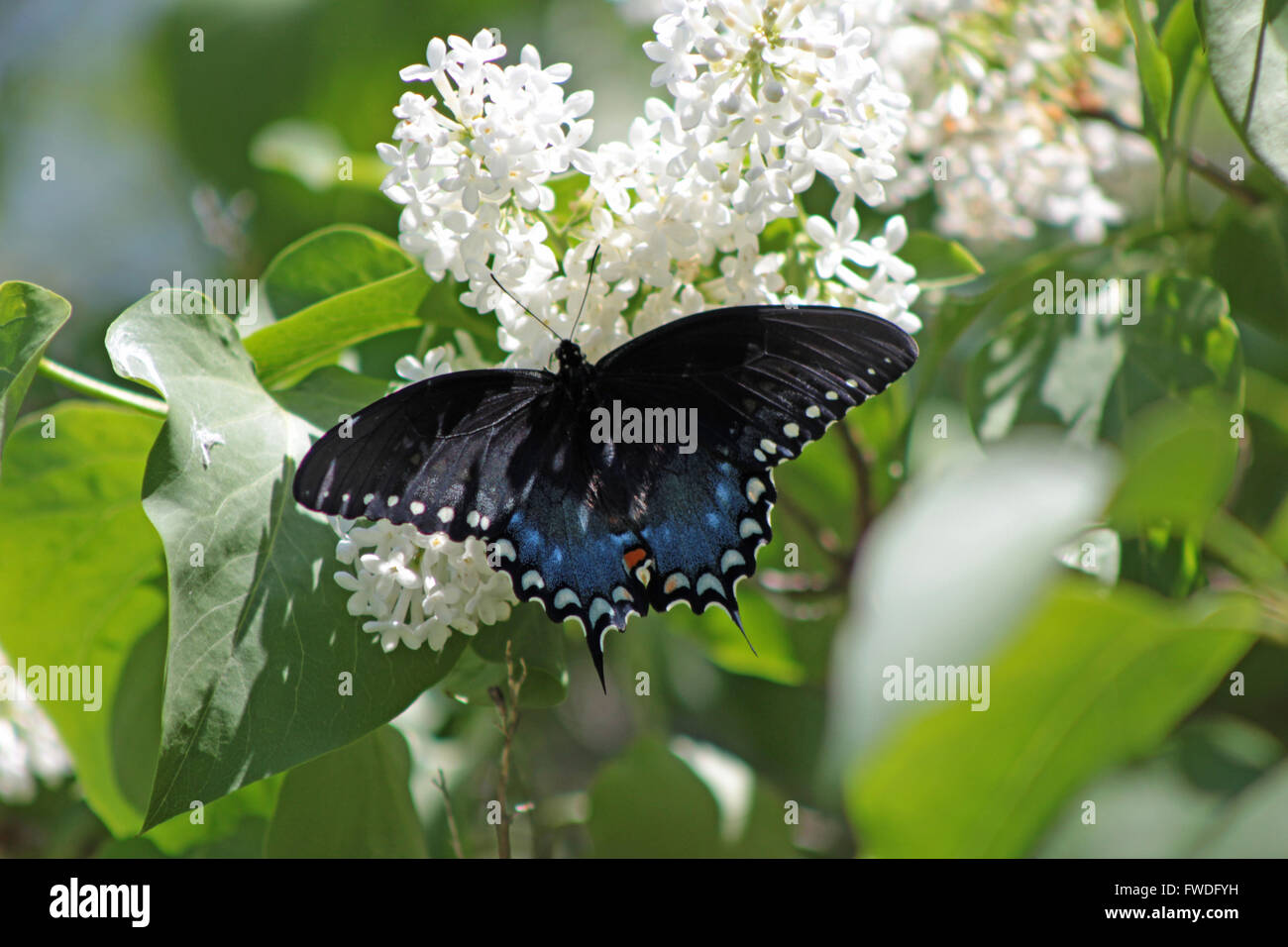 Spicebush Swallowtail Butterfly, Connecticut Stock Photo