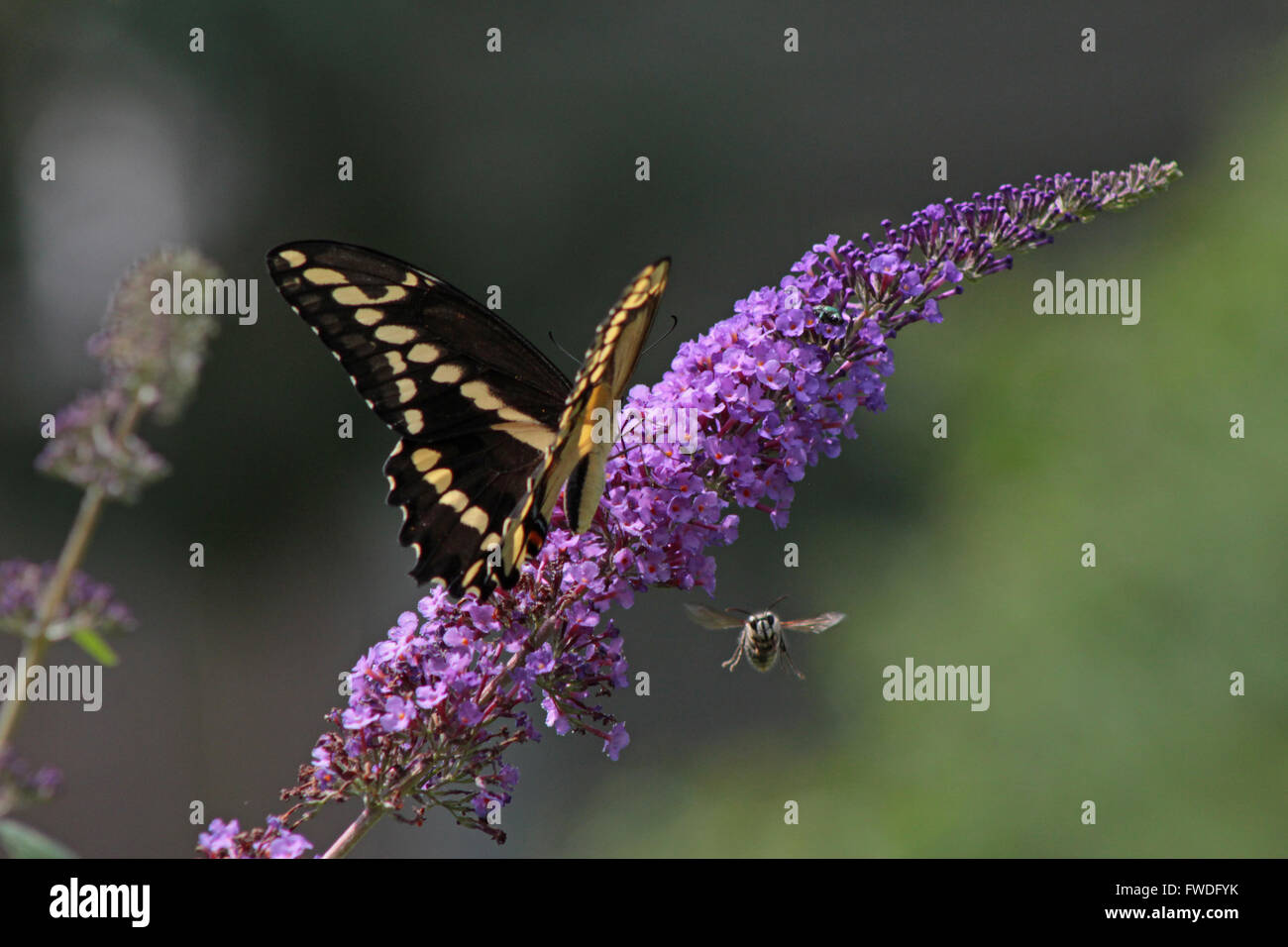 Giant Swallowtail Butterfly, Wildlife Photography, North American Butterflies, Colin Andrews Photography, Stock Photo