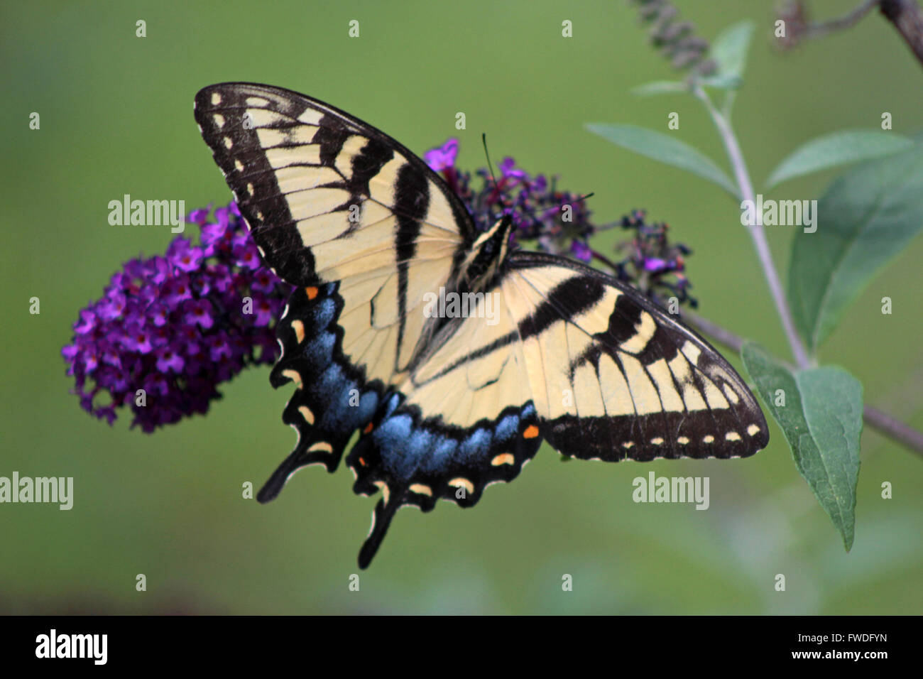 Eastern Tiger Swallowtail Butterfly, Male Eastern Tiger Swallowtail
