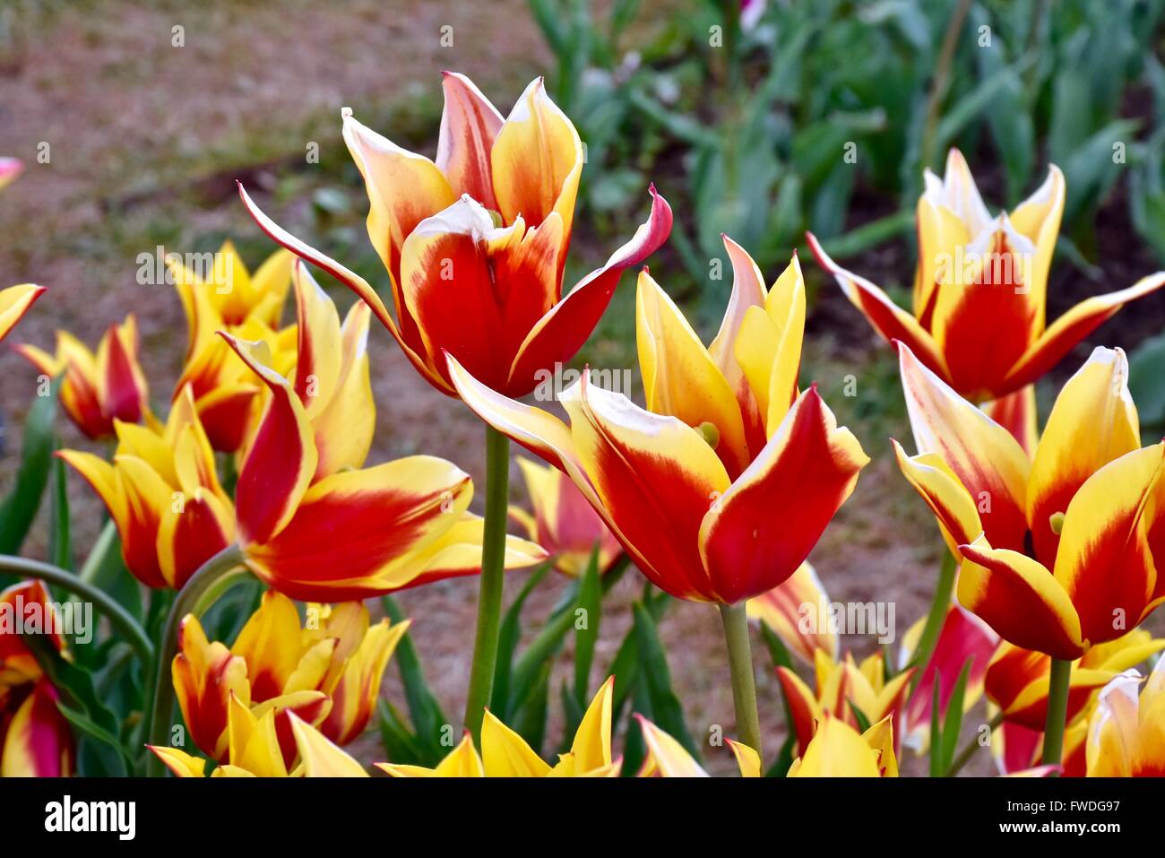 Tulips At The Tulip Garden In Washington Dc Usa Stock Photo