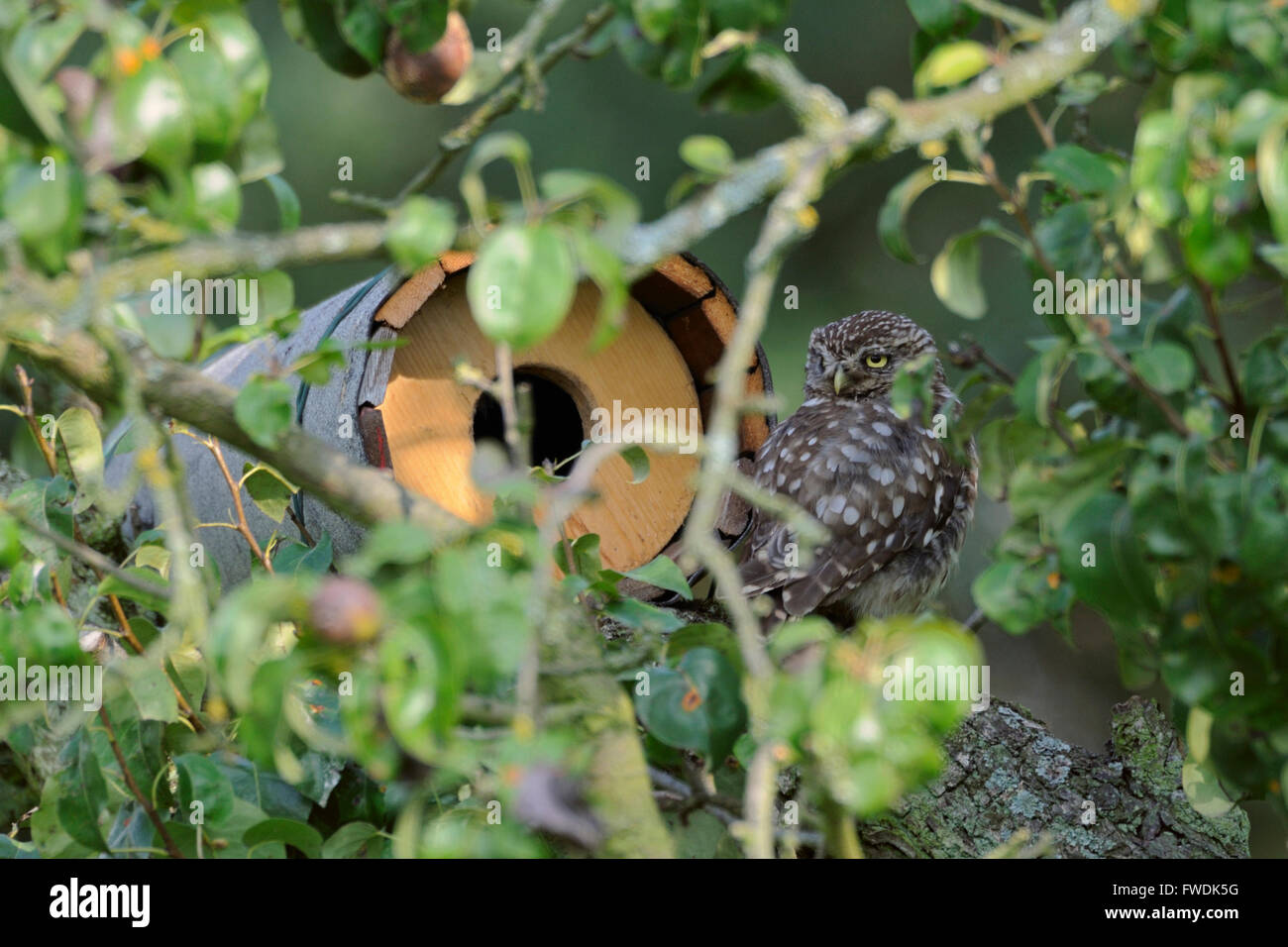 Little Owl / Minervas Owl / Steinkauz ( Athene noctua ) perched in an old pear tree in front of his artificial nesting aid. Stock Photo