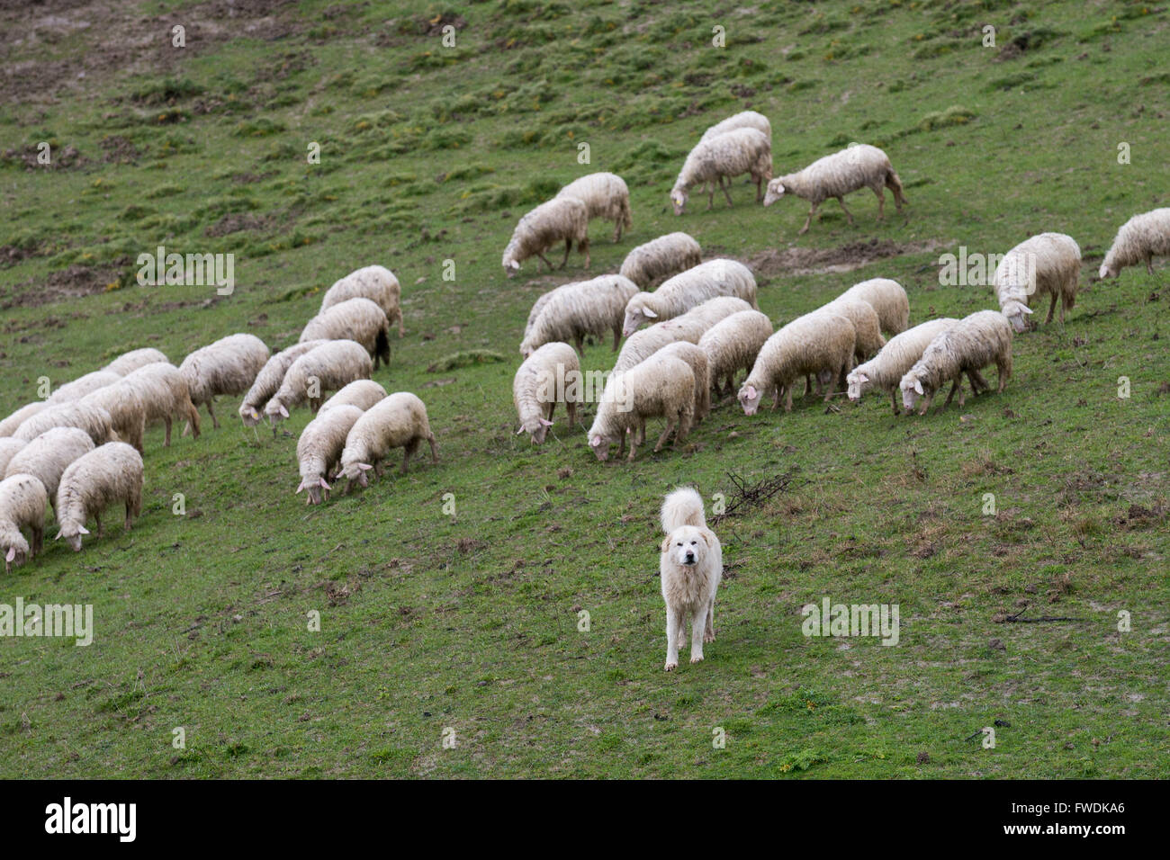 Download Maremma Sheepdog herding sheep, Maremma, Tuscany, Italy, EU, Europe Stock Photo: 101718798 - Alamy