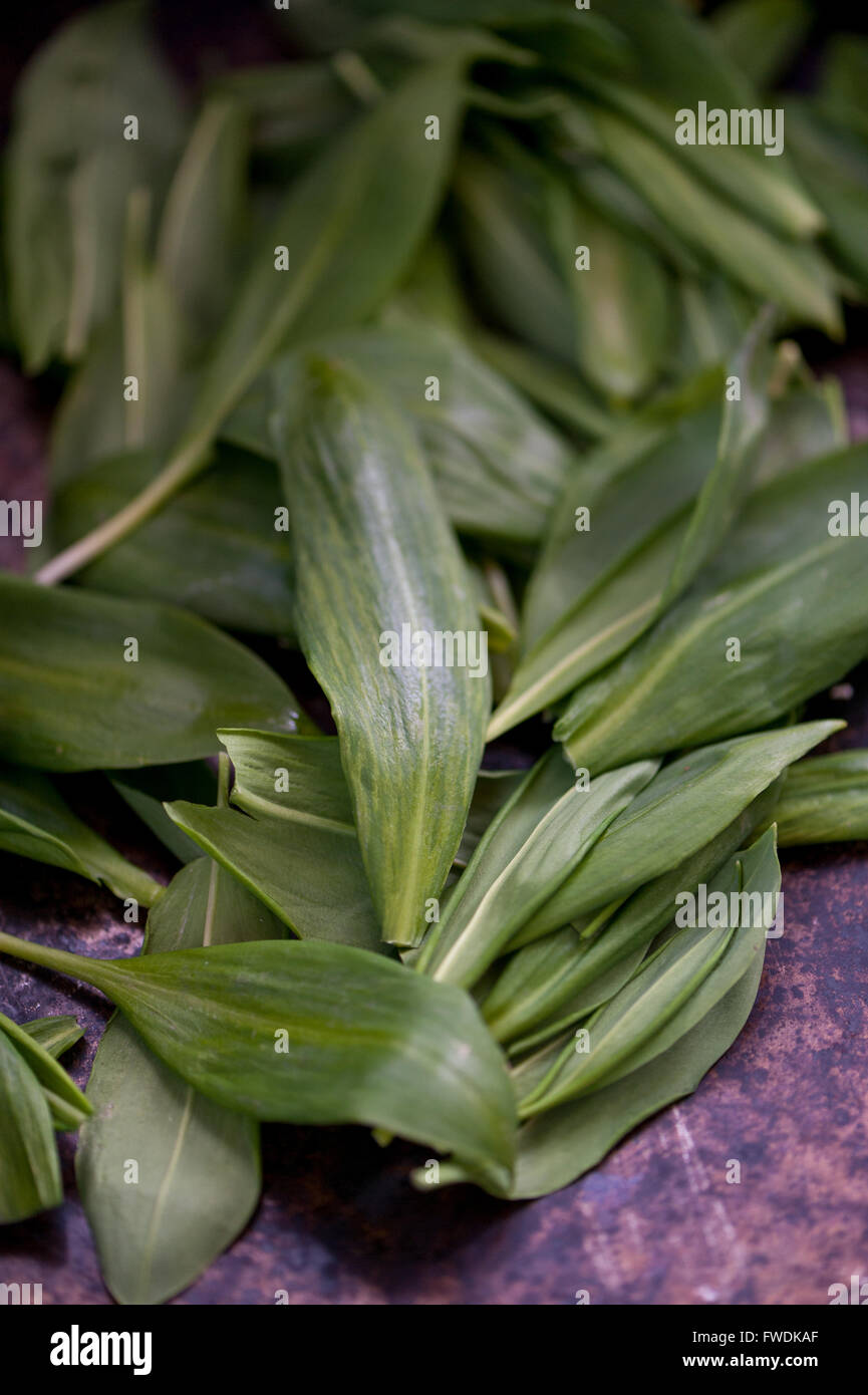 Wild green garlic leaves Stock Photo Alamy