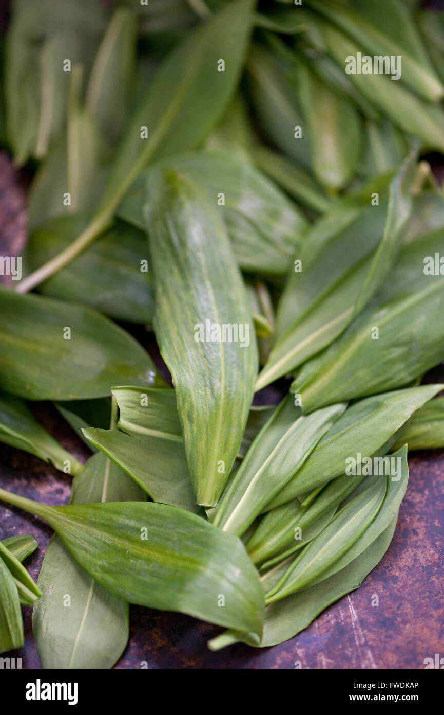 Wild green garlic leaves Stock Photo Alamy
