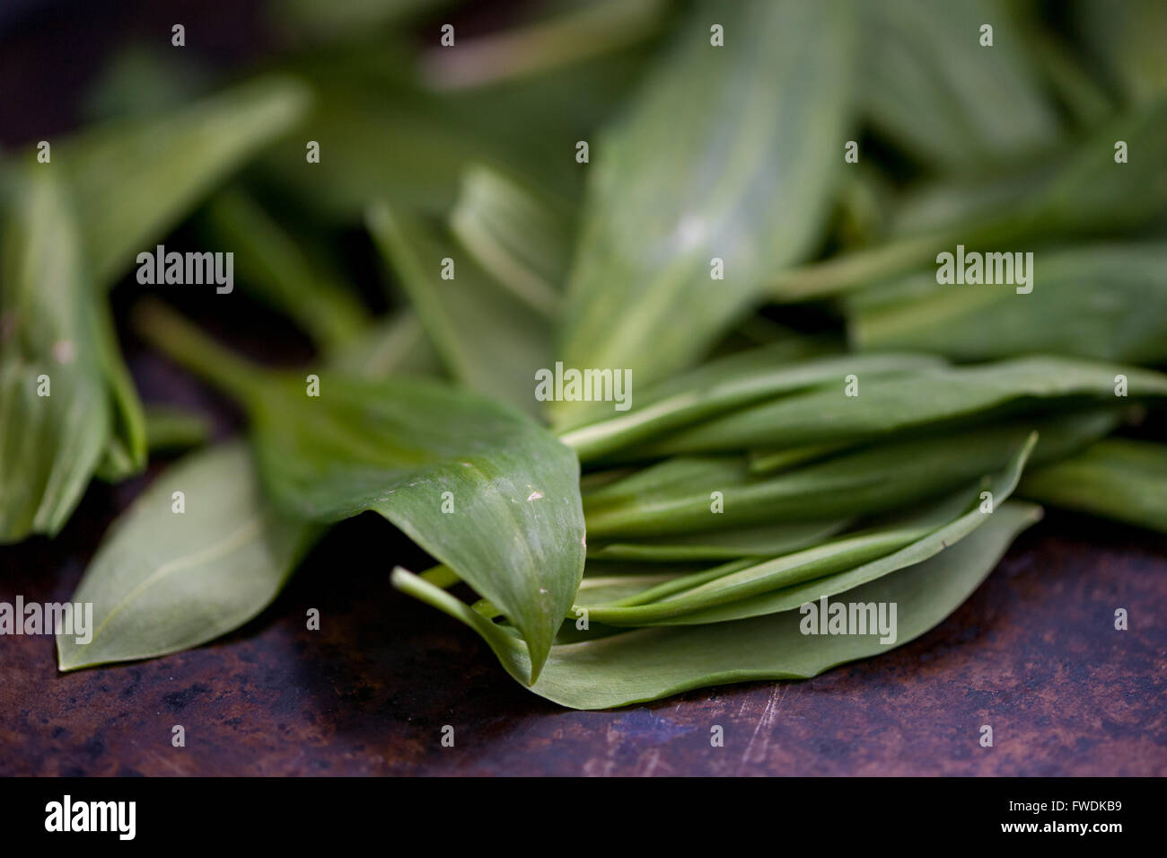 Wild green garlic leaves Stock Photo Alamy
