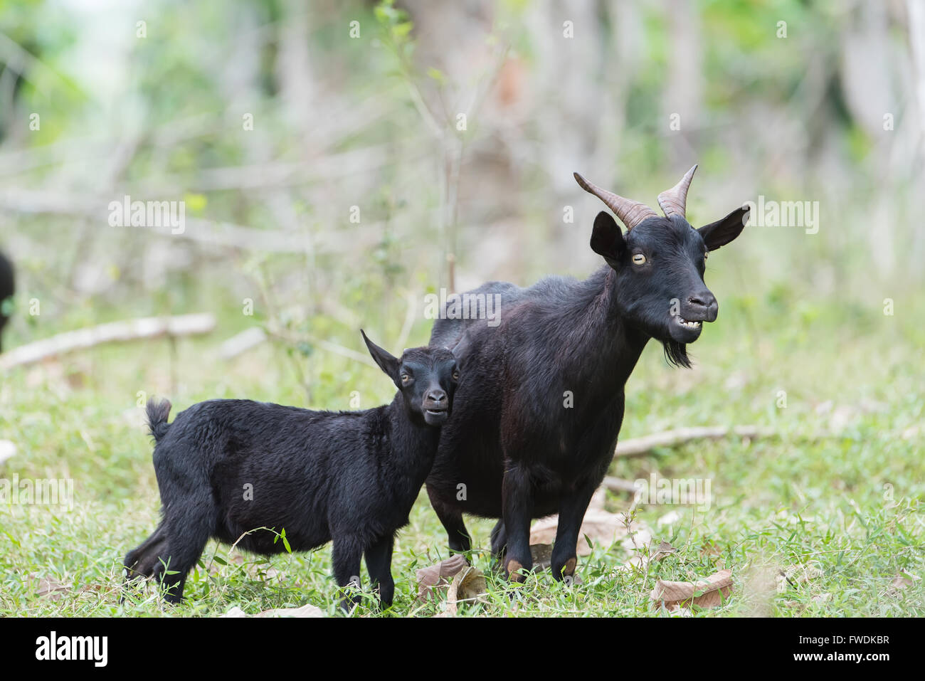 black-goat-hi-res-stock-photography-and-images-alamy