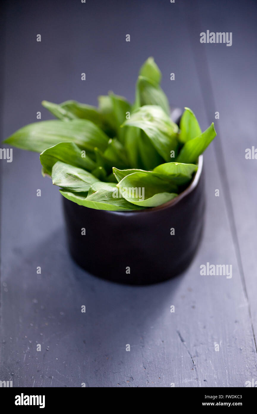 Wild green garlic leaves Stock Photo Alamy