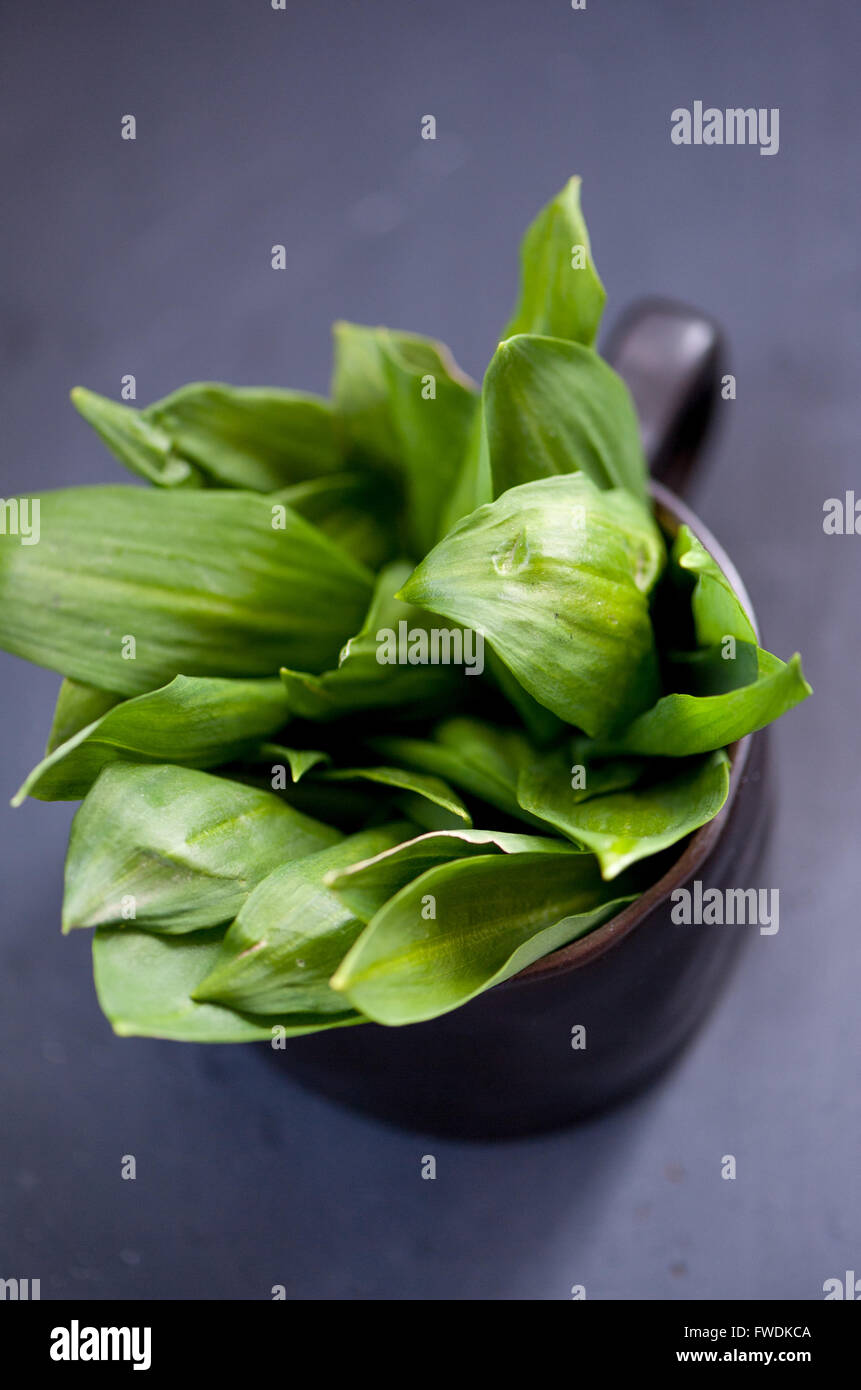 Wild green garlic leaves Stock Photo Alamy